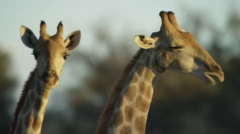 Giraffe - pair of heads, close shot. Africa beautiful pretty 4K uhd ultrahd tall Stock Footage 54687595
