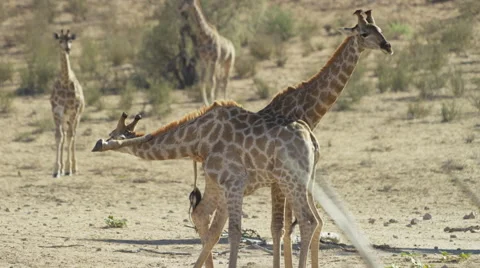 Giraffe - pair mock fighting, leg gets stuck. Africa animal funny 4K uhd ultrahd Stock Footage 54721046