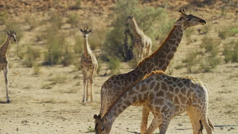Giraffe - pair mock fighting, leg gets stuck. Africa animal funny 4K uhd ultrahd Stock Footage 111343414