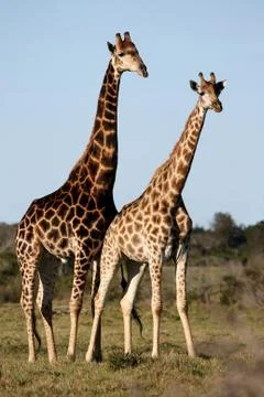 Giraffe Pair Stock Photos