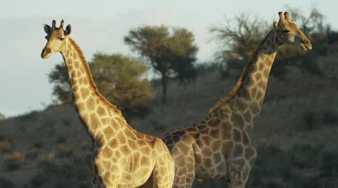 Giraffe - pair standing facing opposite directions. Africa graceful tall 4K uhd Stock Footage 54687620