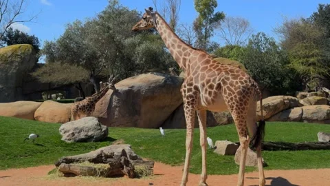 Giraffe Pair Standing on Green Lawn, Bioparc Valencia, Spain Stock Footage 306014769