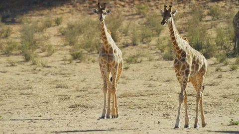 Giraffe - pair walking toward camera. Africa animal safari nature 4K uhd tall Stock Footage 111343395