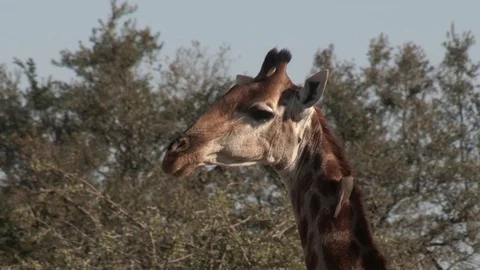 Giraffe pan down body (wild) - HD Video stock 84674397