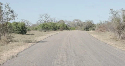 Giraffe passing by - Kruger Park Stock Footage 251678959