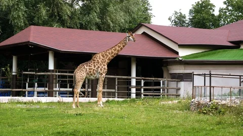 Giraffe in the pasture. 4K Video stock 118898539