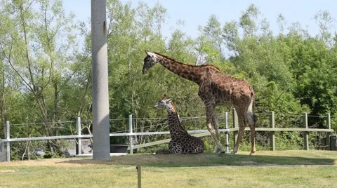 Giraffe in the pasture walking around Stock Footage 42856015