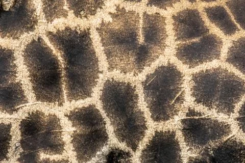 Giraffe pattern close up Stock Photos