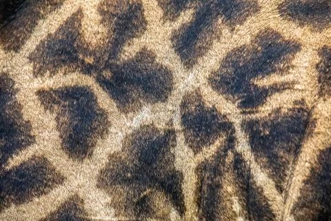 Giraffe pattern close up Stock Photos