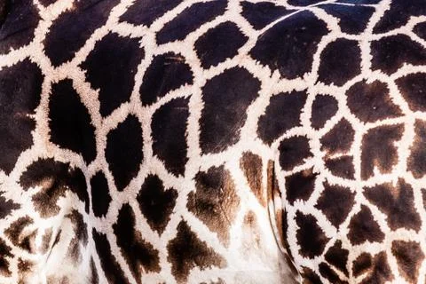 Giraffe pattern Stock Photos