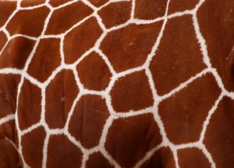 Giraffe pattern Stock Photos
