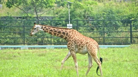 Giraffe peacefully walking and eating grass in the zoo. High quality 4k foo.. Stock Footage 341344690