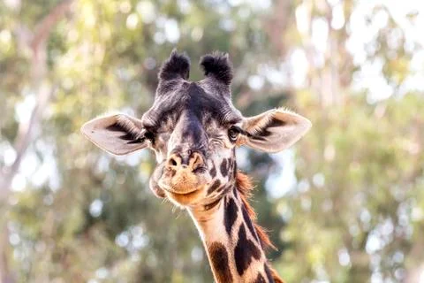 Giraffe peering at camera Stock Photos
