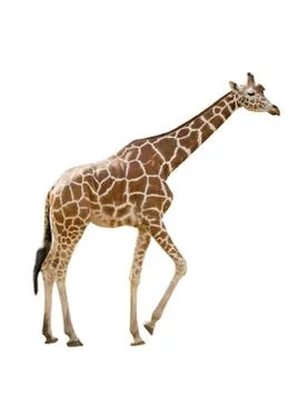 Giraffe Stock Photos