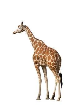 Giraffe Stock Photos