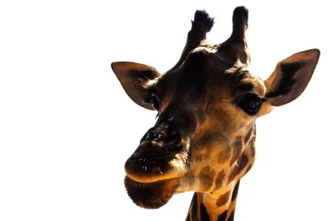 Giraffe 스톡 사진