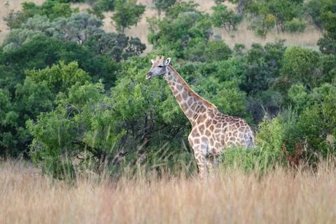 Giraffe Stock Photos