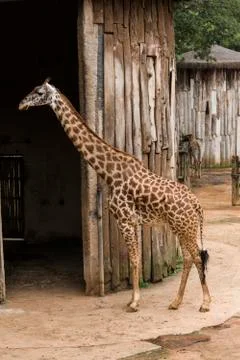 Giraffe Stock Photos