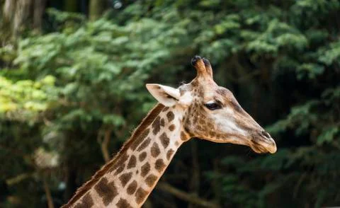Giraffe Stock Photos