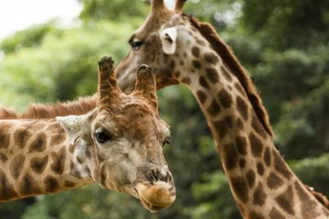 Giraffe Stock Photos