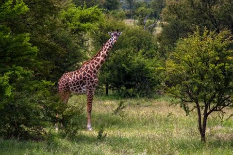Giraffe Stock Photos