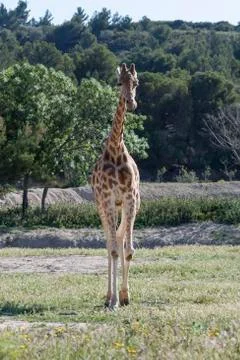 Giraffe 写真素材
