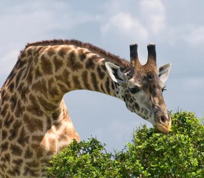 Giraffe Stock Photos