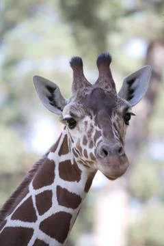 Giraffe Stock Photos