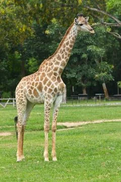 Giraffe Stock Photos
