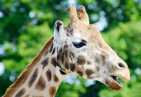 Giraffe Stock Photos