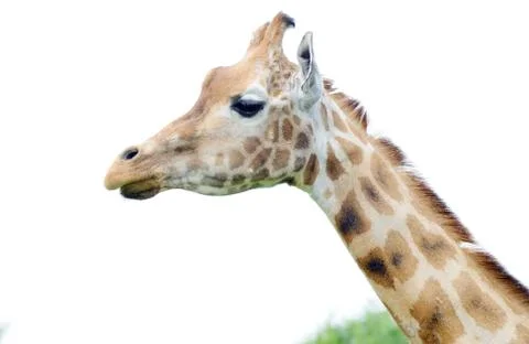 Giraffe Stock Photos