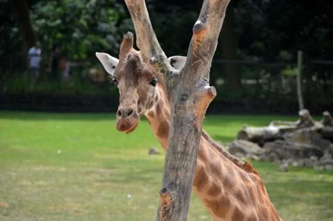 Giraffe 写真素材