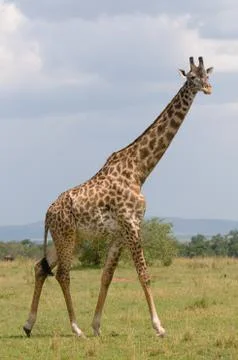 Giraffe Foto stock