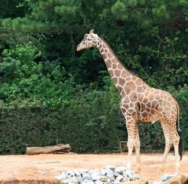 Giraffe Stock Photos