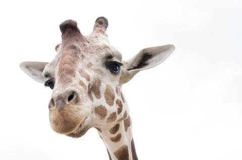 Giraffe Stock Photos
