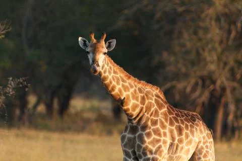 Giraffe Stock Photos