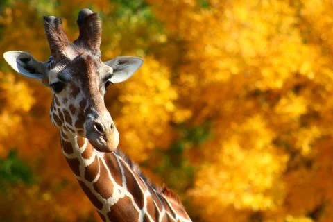Giraffe Stock Photos