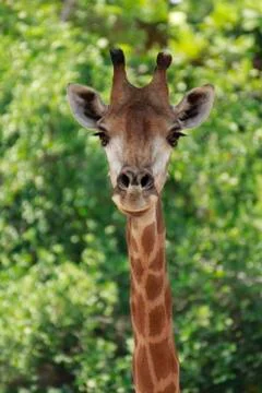Giraffe Stock Photos