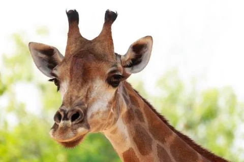 Giraffe Stock Photos