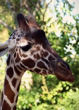 Giraffe Stock Photos