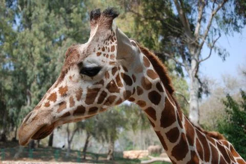 Giraffe Stock Photos