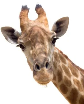 Giraffe Stock Photos
