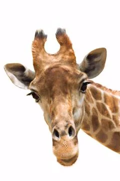 Giraffe Stock Photos
