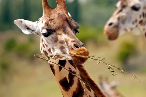 Giraffe Stock Photos