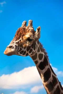 Giraffe Foto stock