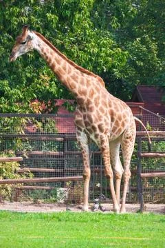 Giraffe Foto stock