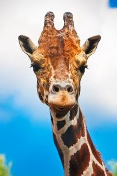 Giraffe Stock Photos