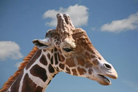 Giraffe Stock Photos