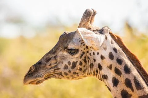 Giraffe Stock Photos