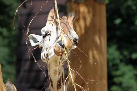 Giraffe Stock Photos